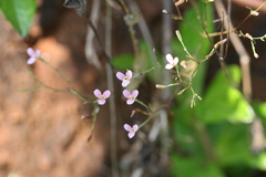 Canscora diffusa